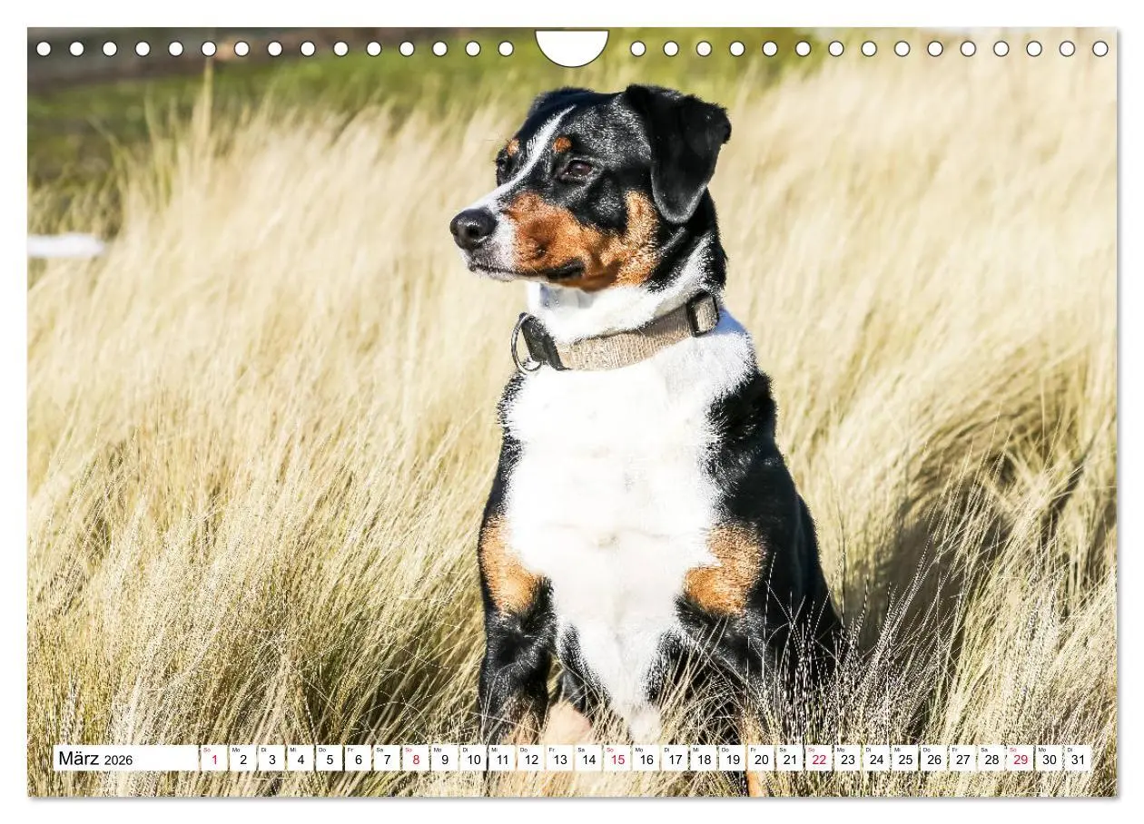 Bild: 9783457836453 | Appenzeller Sennenhunde (Wandkalender 2026 DIN A4 quer), CALVENDO...