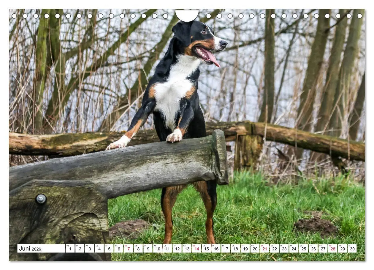 Bild: 9783457836453 | Appenzeller Sennenhunde (Wandkalender 2026 DIN A4 quer), CALVENDO...