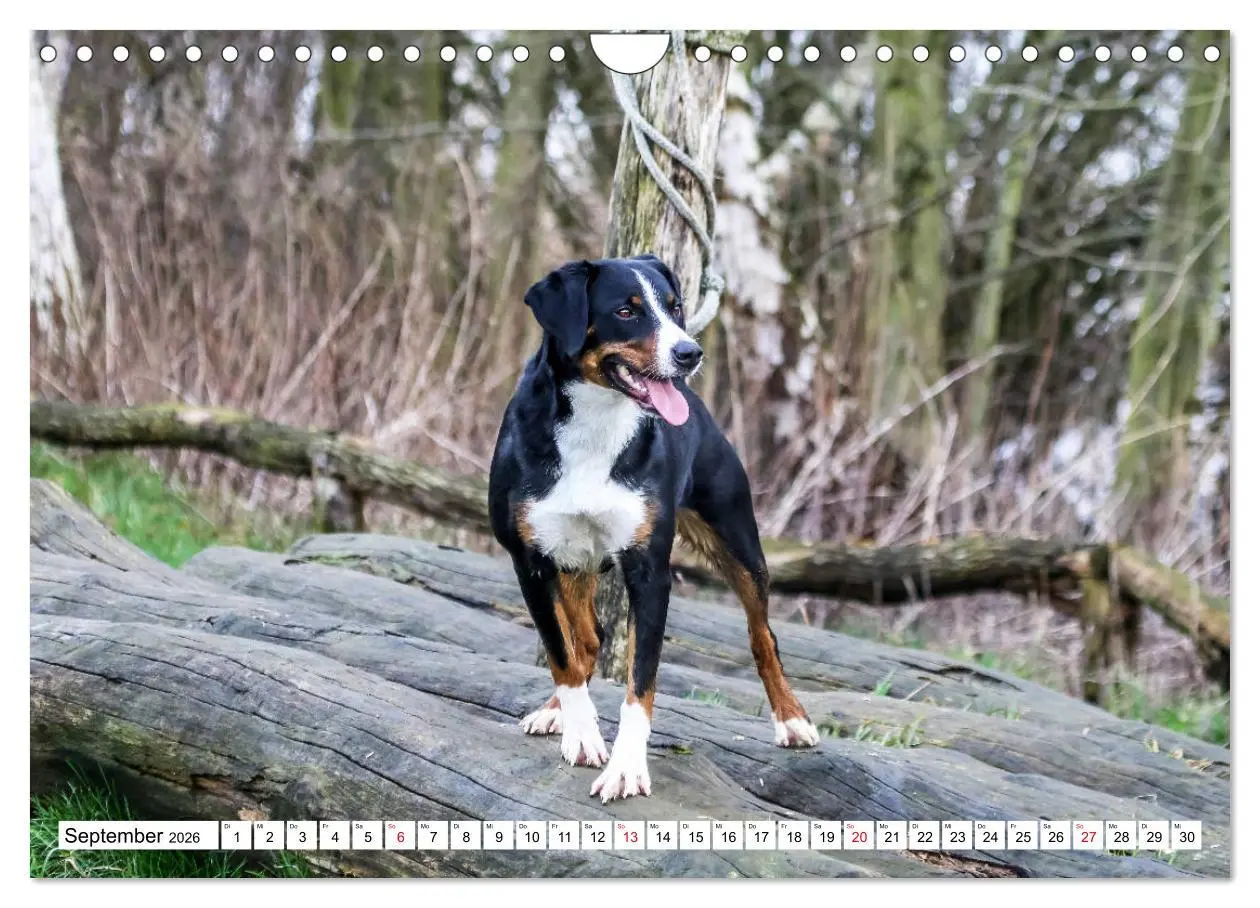 Bild: 9783457836453 | Appenzeller Sennenhunde (Wandkalender 2026 DIN A4 quer), CALVENDO...