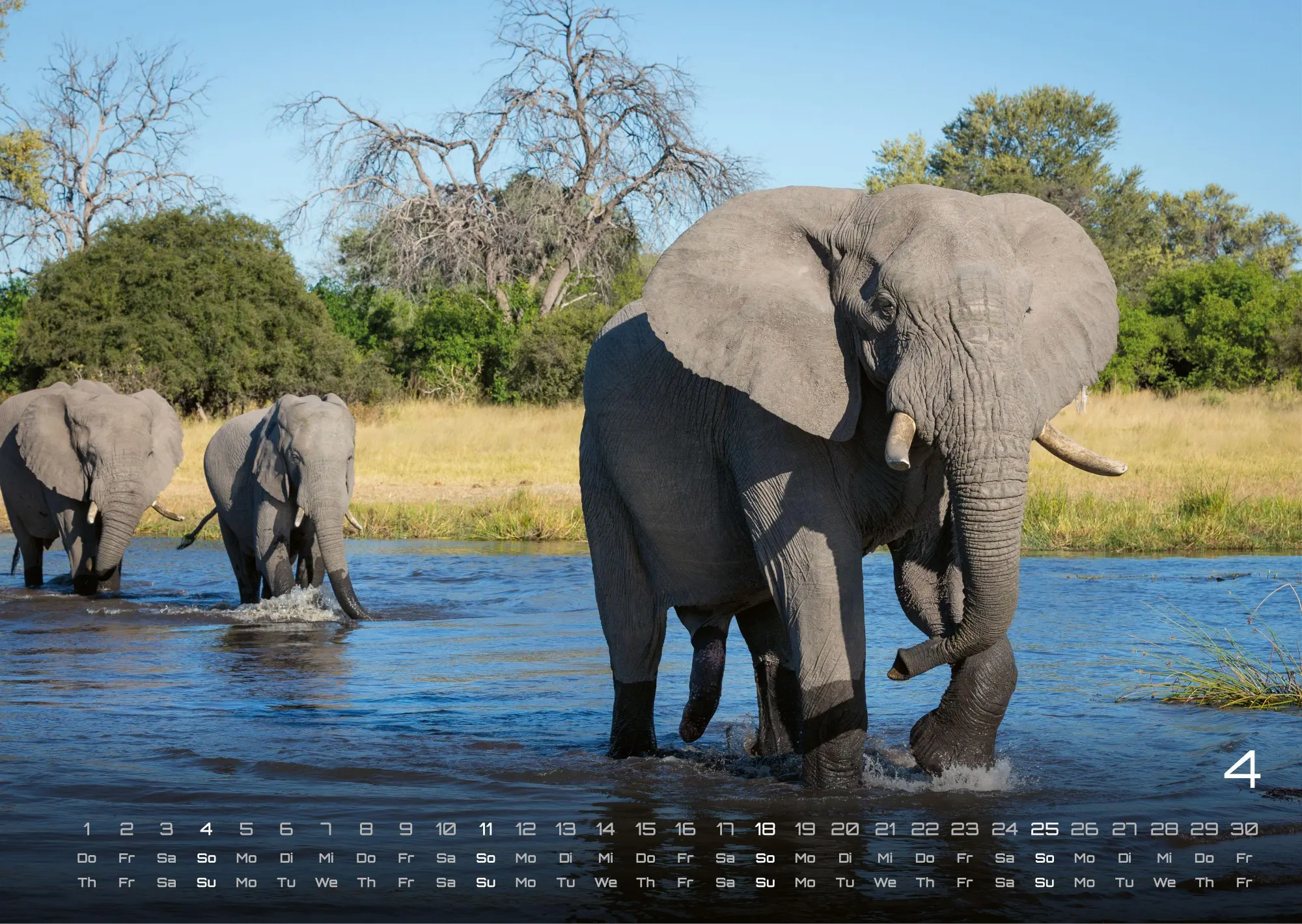 Bild: 9783986736453 | Elefanten - einzigartige Giganten - 2027 - Kalender DIN A3 | de | 2027