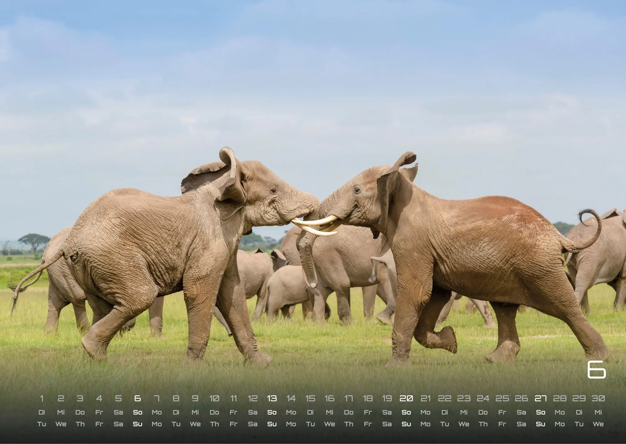 Bild: 9783986736453 | Elefanten - einzigartige Giganten - 2027 - Kalender DIN A3 | de | 2027