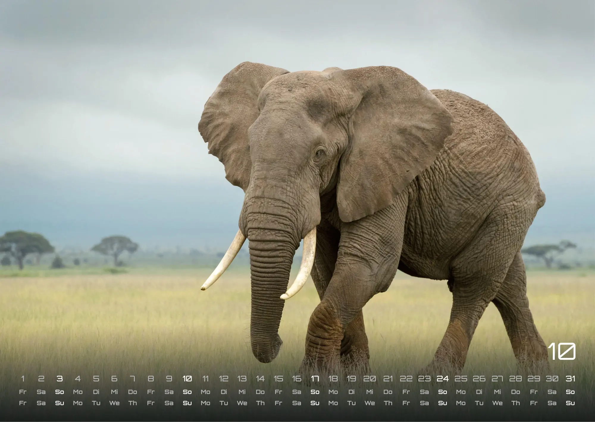 Bild: 9783986736453 | Elefanten - einzigartige Giganten - 2027 - Kalender DIN A3 | de | 2027