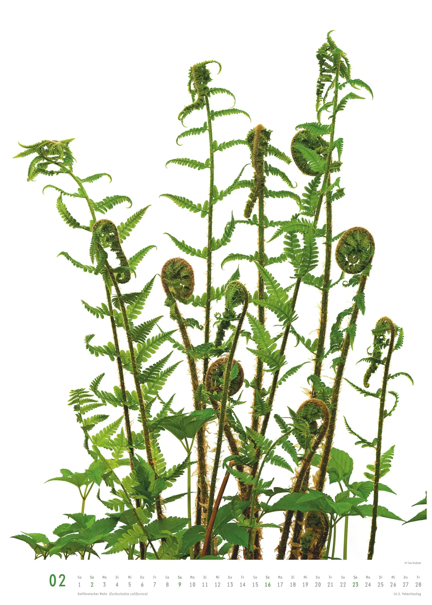 Bild: 4069095006553 | Best of Flora 2026 - Blumen-Kalender von DUMONT- Foto-Kunst von Tan...