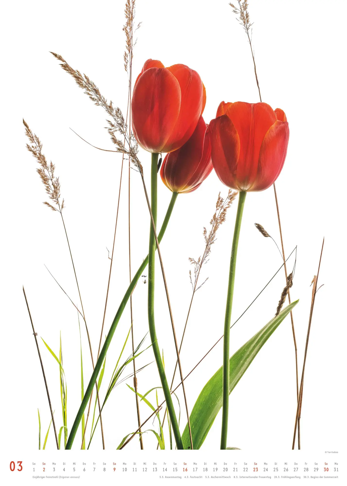 Bild: 4069095006553 | Best of Flora 2026 - Blumen-Kalender von DUMONT- Foto-Kunst von Tan...