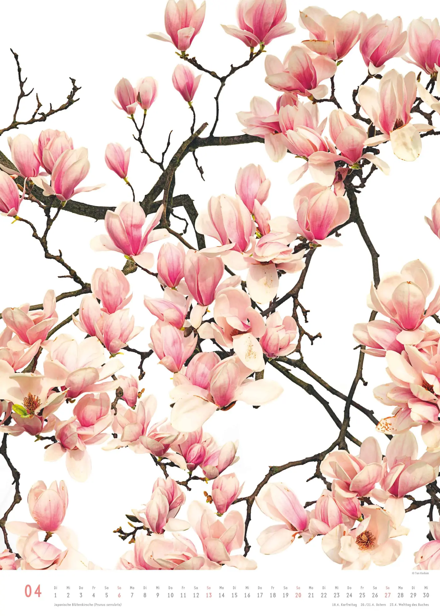 Bild: 4069095006553 | Best of Flora 2026 - Blumen-Kalender von DUMONT- Foto-Kunst von Tan...