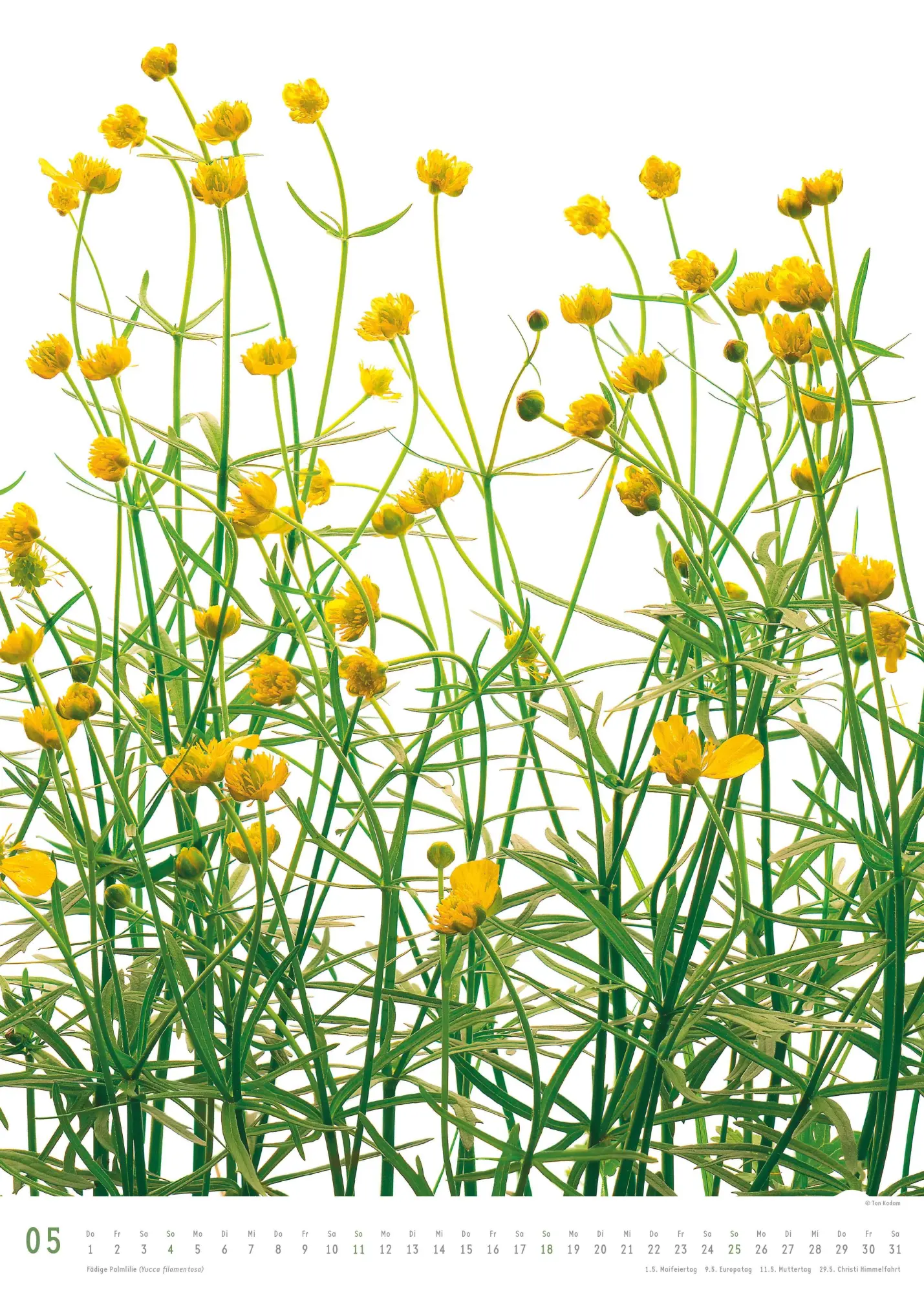 Bild: 4069095006553 | Best of Flora 2026 - Blumen-Kalender von DUMONT- Foto-Kunst von Tan...