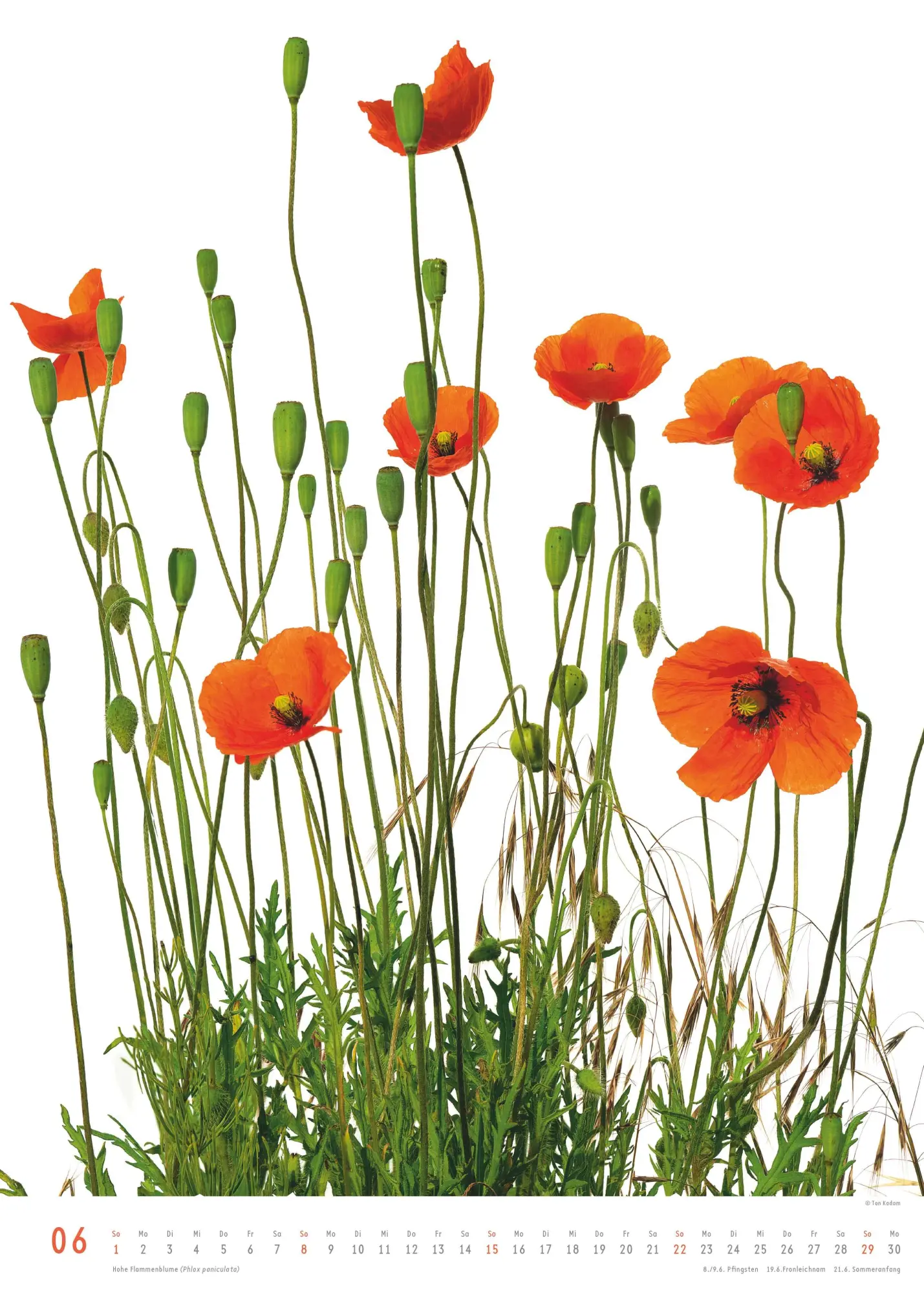 Bild: 4069095006553 | Best of Flora 2026 - Blumen-Kalender von DUMONT- Foto-Kunst von Tan...