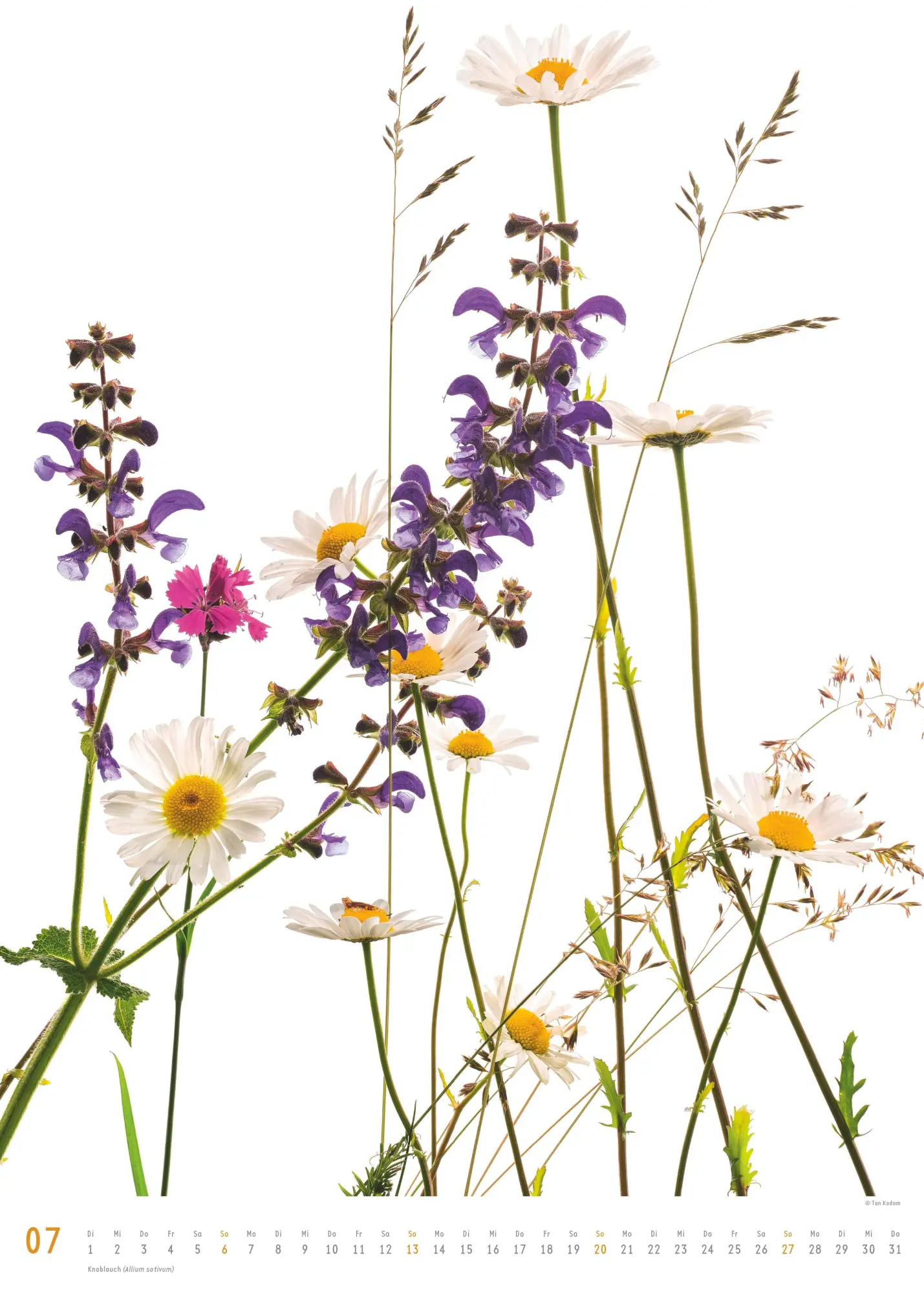 Bild: 4069095006553 | Best of Flora 2026 - Blumen-Kalender von DUMONT- Foto-Kunst von Tan...