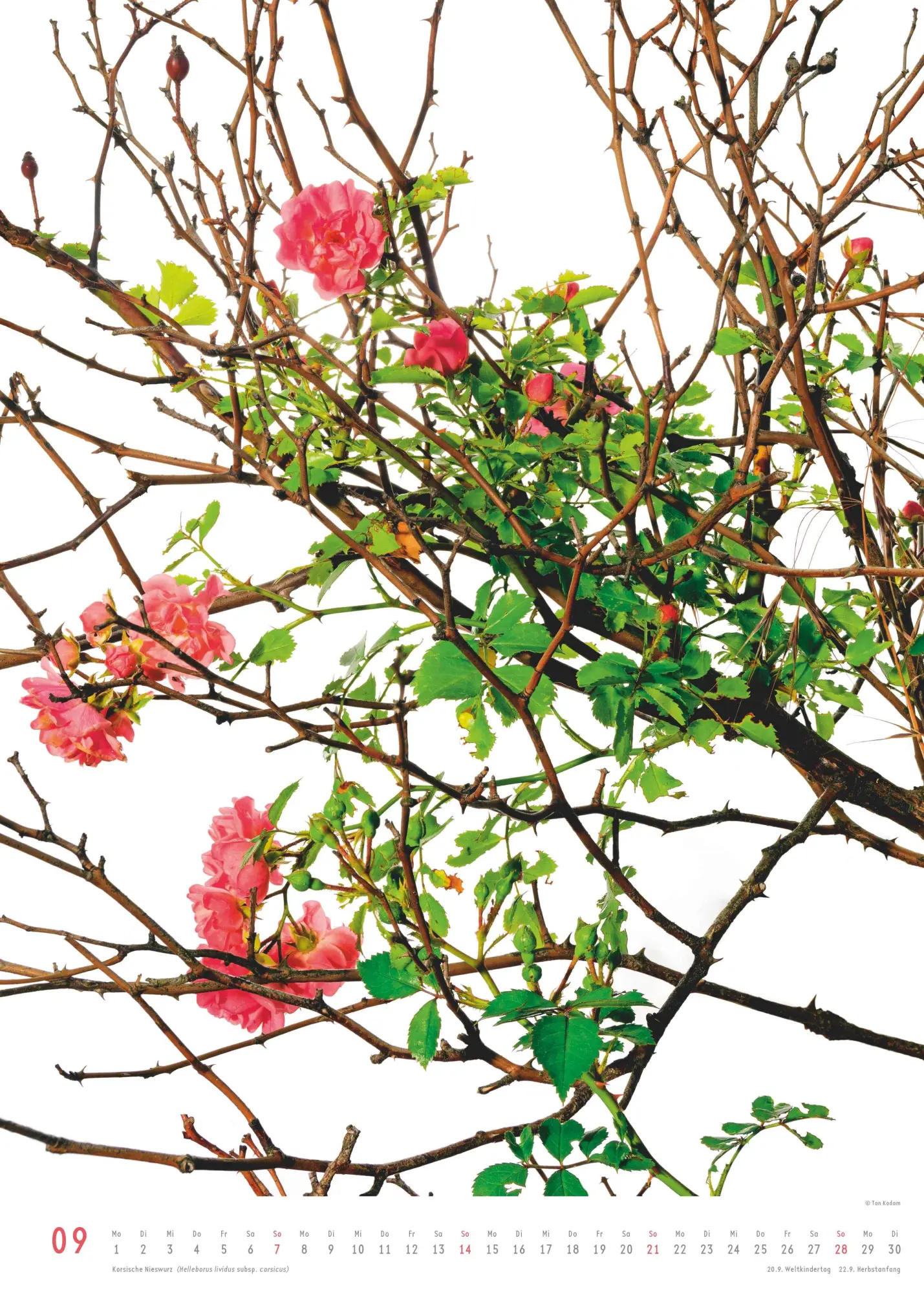 Bild: 4069095006553 | Best of Flora 2026 - Blumen-Kalender von DUMONT- Foto-Kunst von Tan...