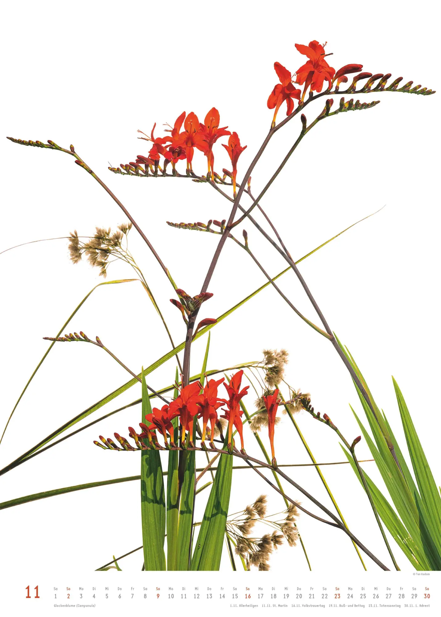 Bild: 4069095006553 | Best of Flora 2026 - Blumen-Kalender von DUMONT- Foto-Kunst von Tan...