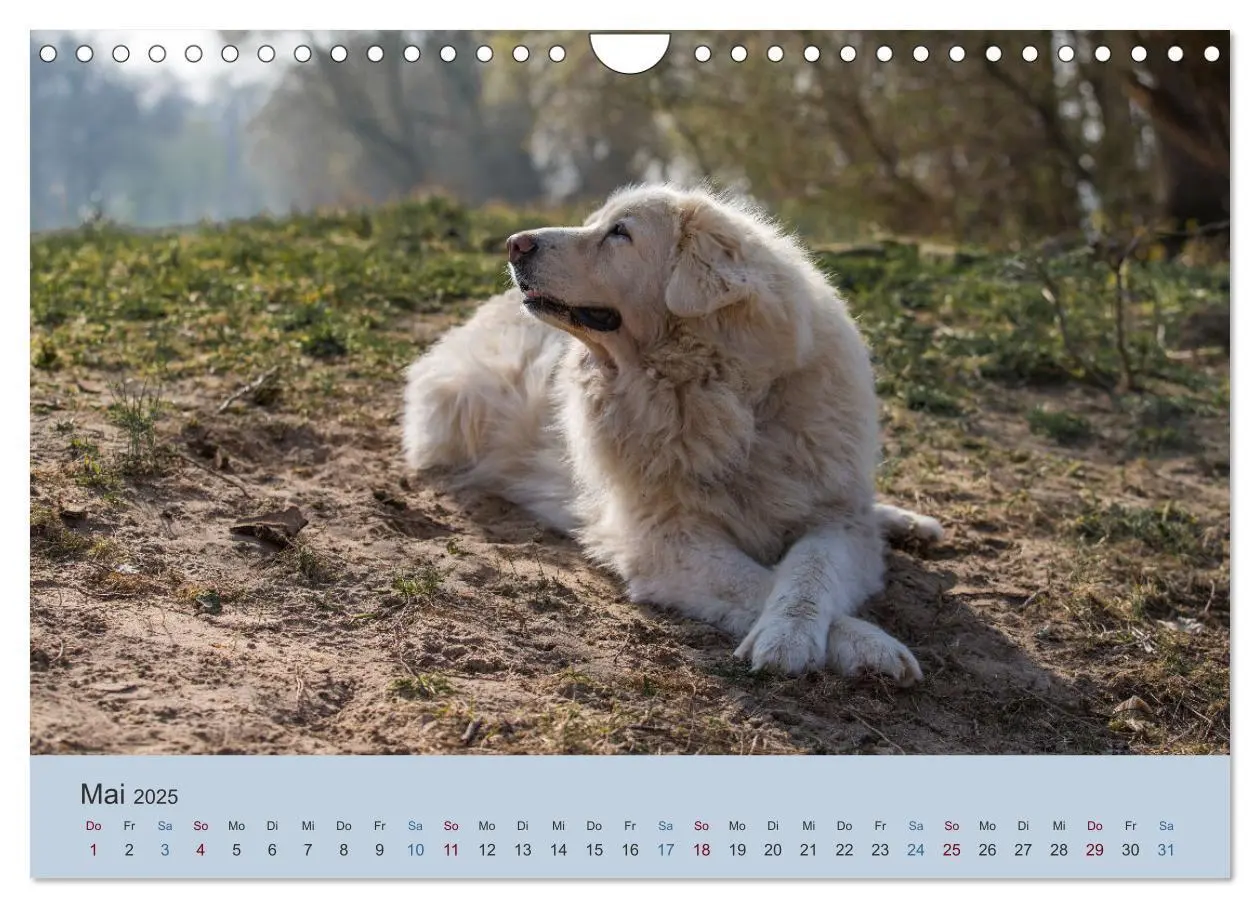Bild: 9783435046553 | Kaukasischer Owtscharka (Wandkalender 2025 DIN A4 quer), CALVENDO...