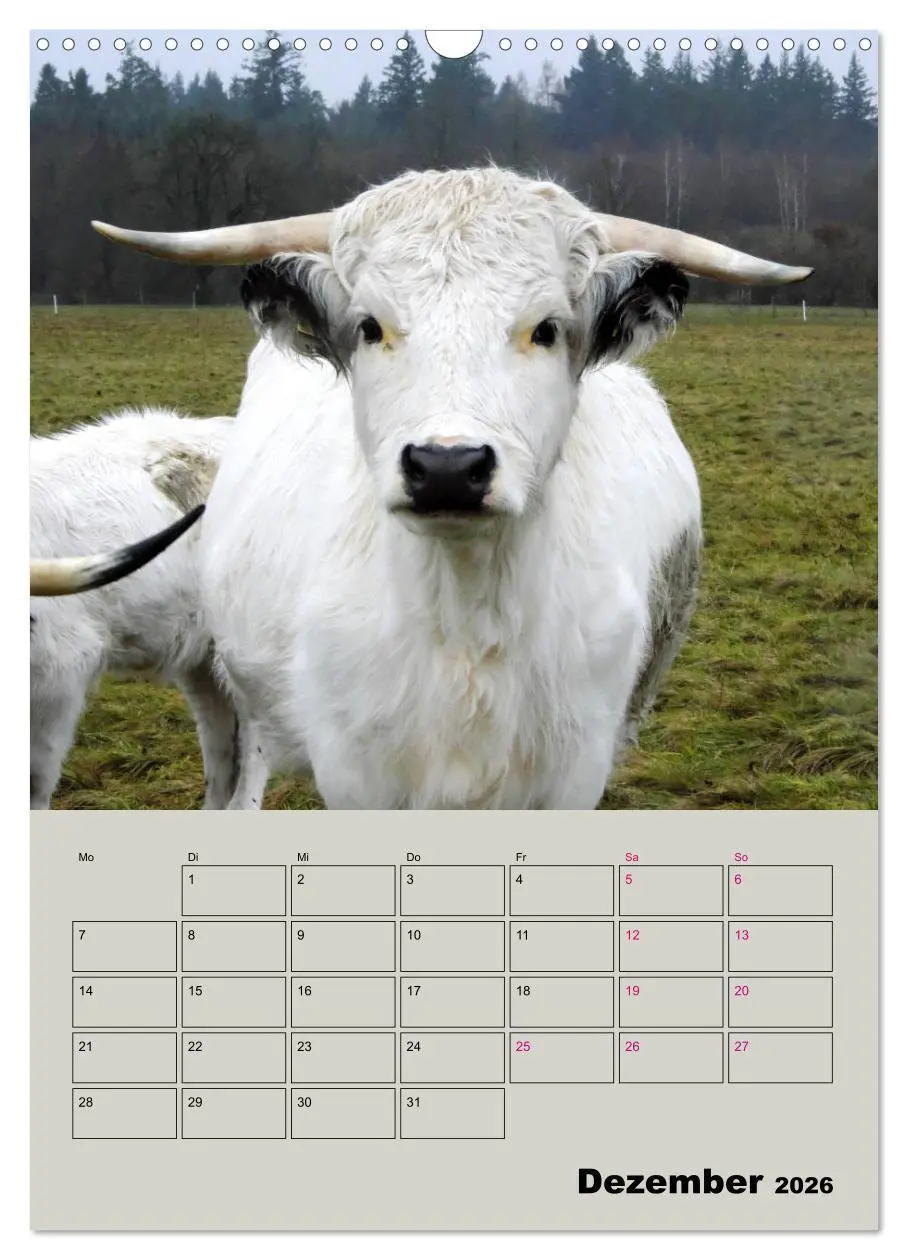 Bild: 9783516396553 | Kuhportraits Hornkühe (Wandkalender 2026 DIN A3 hoch), CALVENDO...