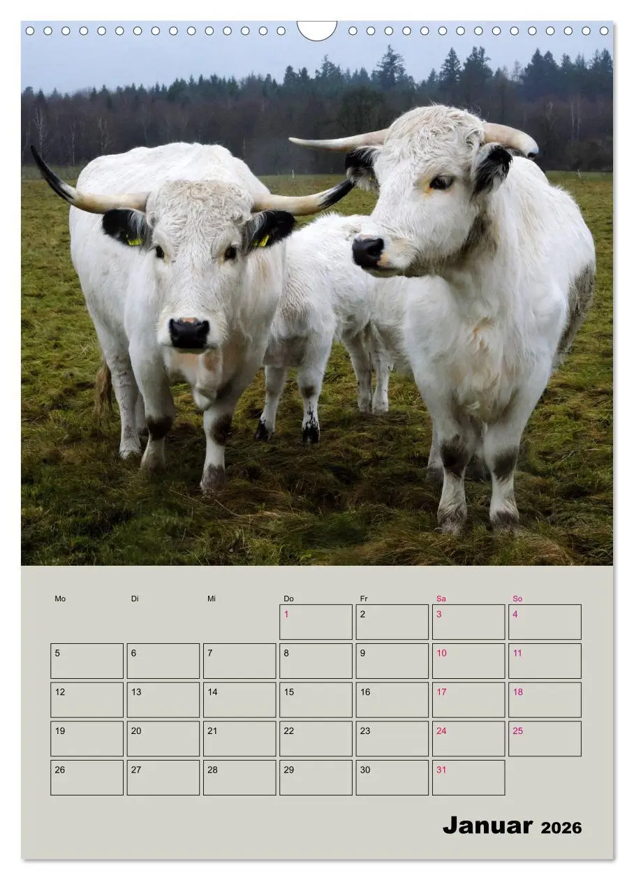 Bild: 9783516396553 | Kuhportraits Hornkühe (Wandkalender 2026 DIN A3 hoch), CALVENDO...
