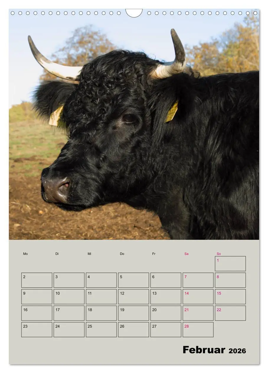 Bild: 9783516396553 | Kuhportraits Hornkühe (Wandkalender 2026 DIN A3 hoch), CALVENDO...