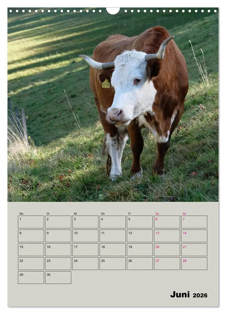 Bild: 9783516396553 | Kuhportraits Hornkühe (Wandkalender 2026 DIN A3 hoch), CALVENDO...