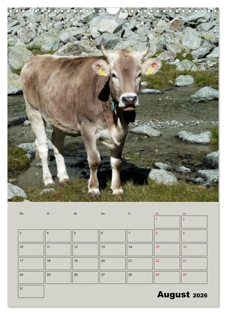 Bild: 9783516396553 | Kuhportraits Hornkühe (Wandkalender 2026 DIN A3 hoch), CALVENDO...