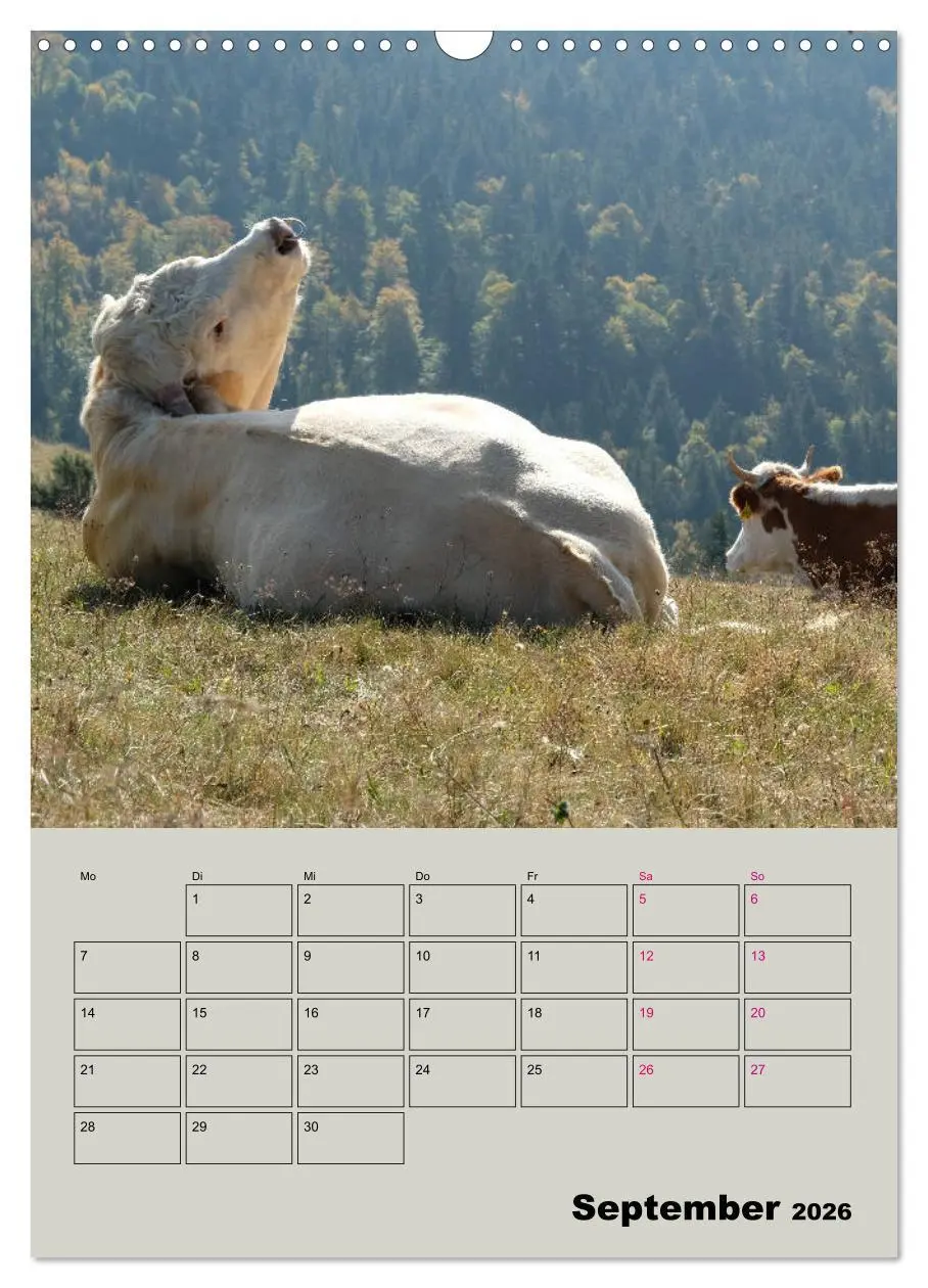 Bild: 9783516396553 | Kuhportraits Hornkühe (Wandkalender 2026 DIN A3 hoch), CALVENDO...