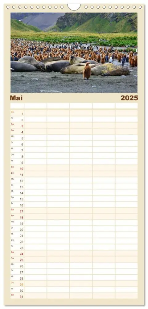 Bild: 9783457116753 | Familienplaner 2025 - Im Reich der Pinguine mit 5 Spalten...
