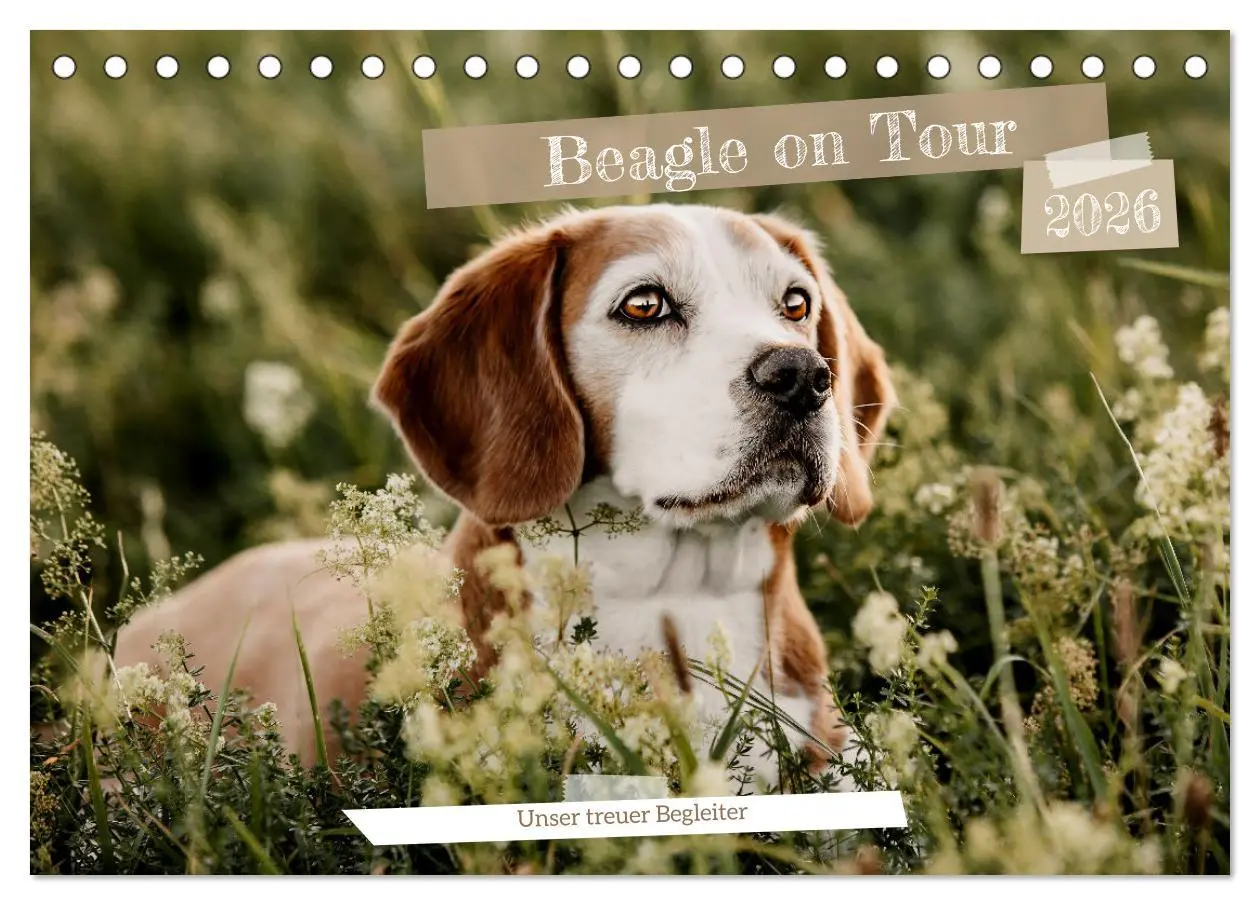Cover: 9783457416853 | Beagle - Unser treuer Begleiter (Tischkalender 2026 DIN A5 quer),...