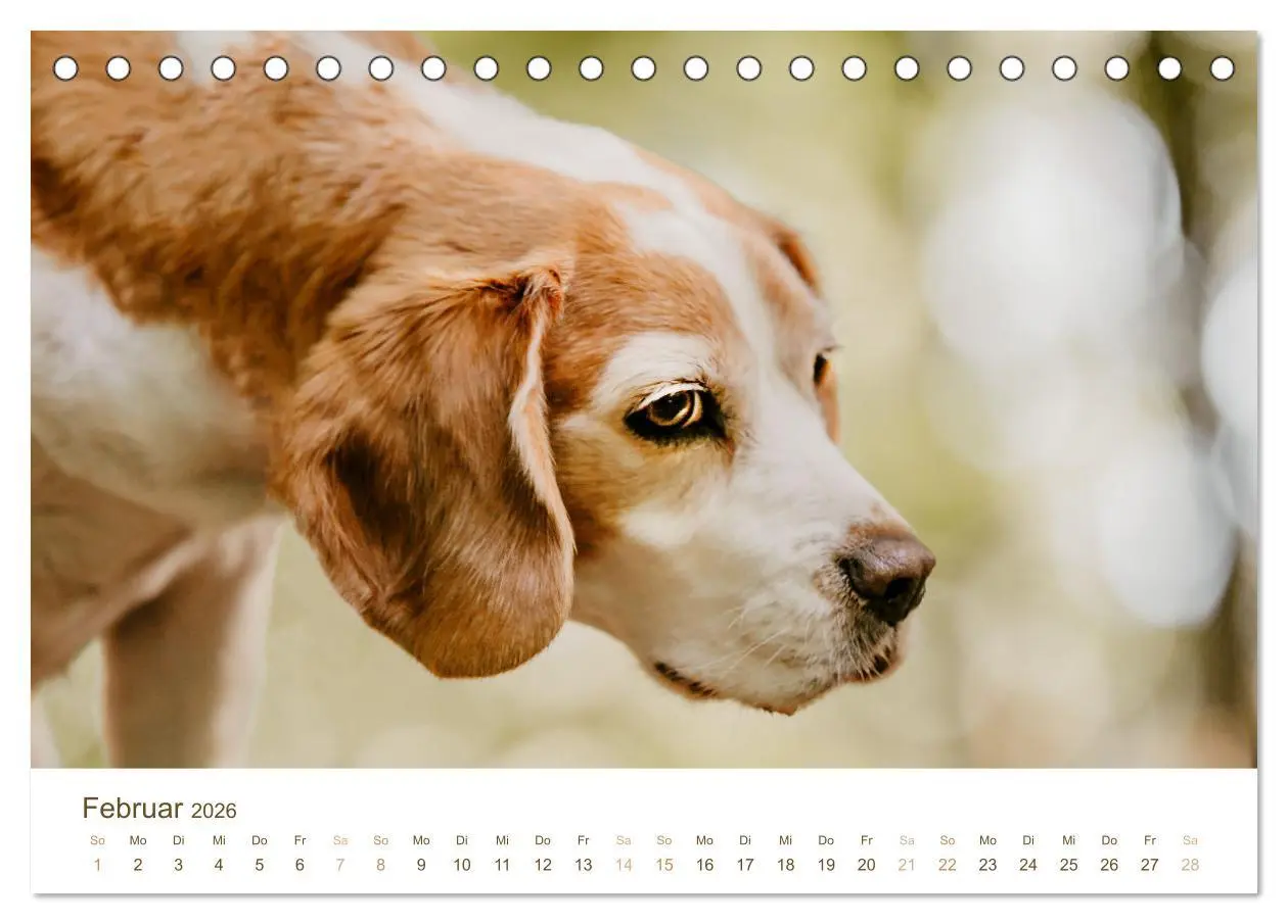 Bild: 9783457416853 | Beagle - Unser treuer Begleiter (Tischkalender 2026 DIN A5 quer),...