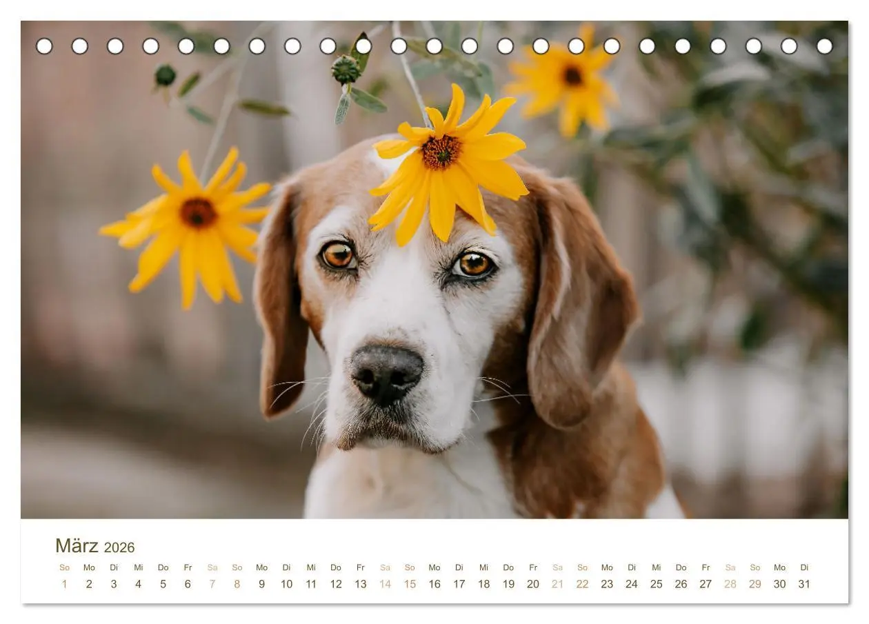 Bild: 9783457416853 | Beagle - Unser treuer Begleiter (Tischkalender 2026 DIN A5 quer),...