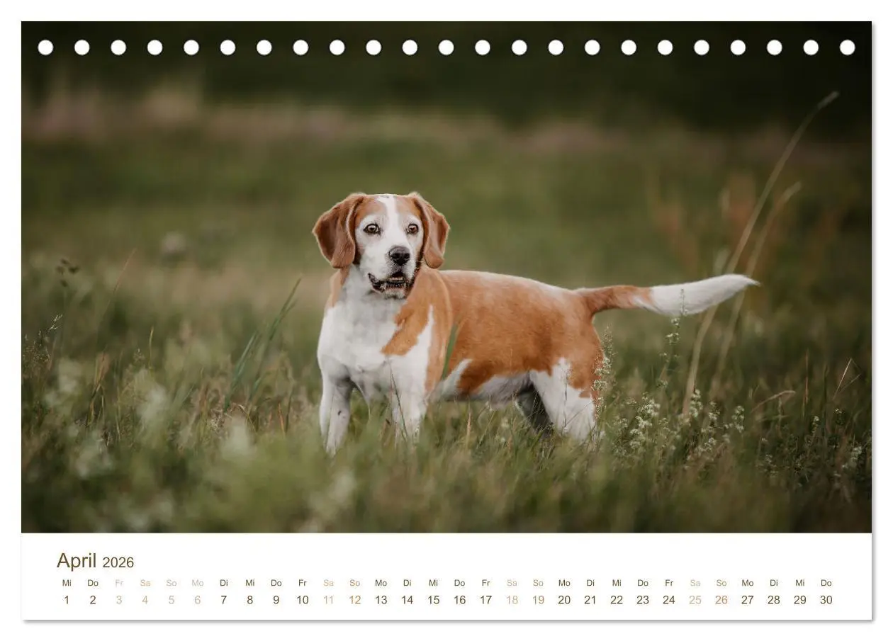 Bild: 9783457416853 | Beagle - Unser treuer Begleiter (Tischkalender 2026 DIN A5 quer),...