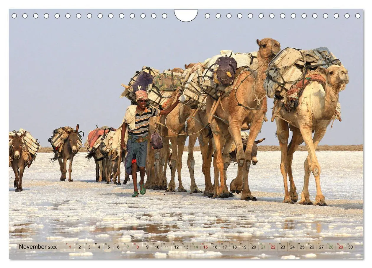 Bild: 9783457847053 | Kamele - Die freundlichen Gepäckträger (Wandkalender 2026 DIN A4...