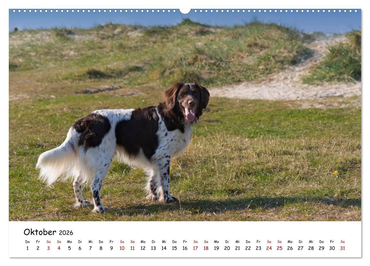 Bild: 9783457457153 | Strandurlaub mit Hund (hochwertiger Premium Wandkalender 2026 DIN...