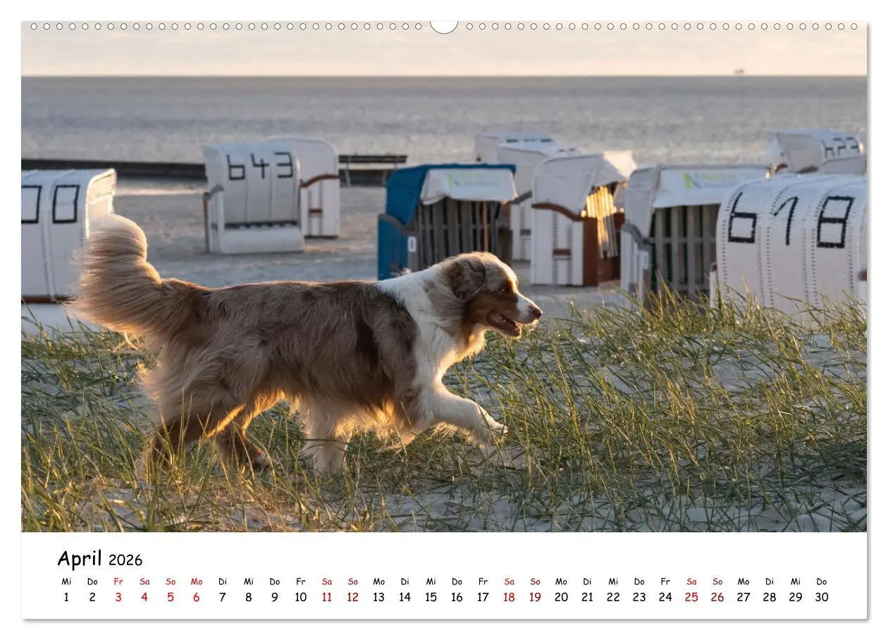 Bild: 9783457457153 | Strandurlaub mit Hund (hochwertiger Premium Wandkalender 2026 DIN...