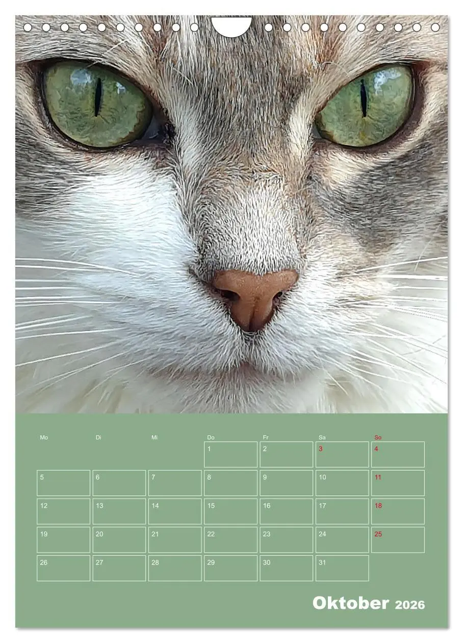 Bild: 9783516307153 | Cat Faces - Charakterstarke Katzengesichter ganz nah (Wandkalender...