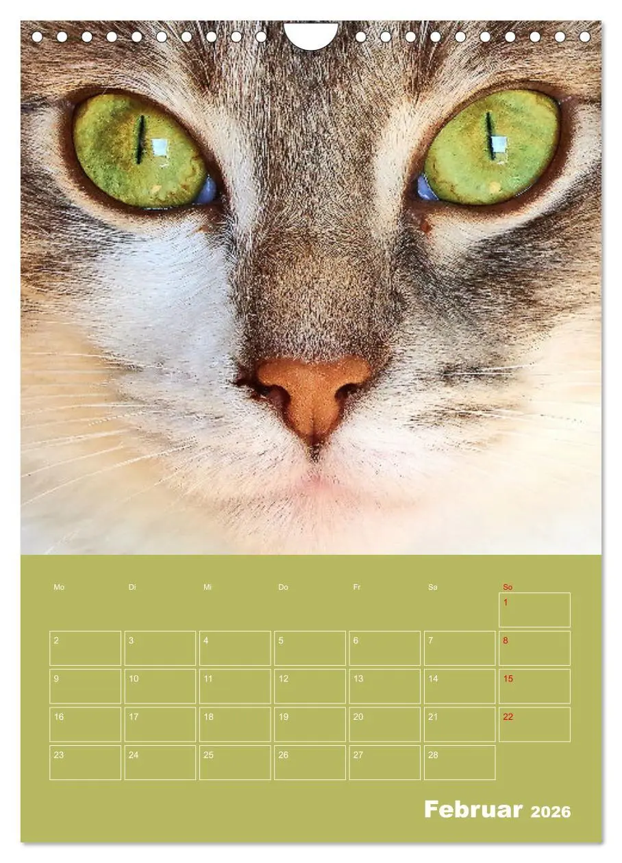 Bild: 9783516307153 | Cat Faces - Charakterstarke Katzengesichter ganz nah (Wandkalender...