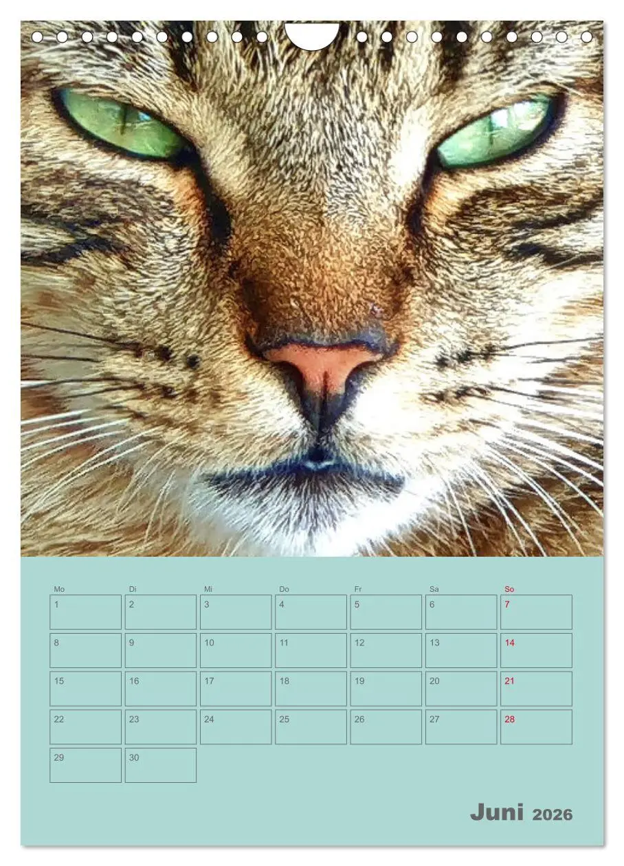 Bild: 9783516307153 | Cat Faces - Charakterstarke Katzengesichter ganz nah (Wandkalender...