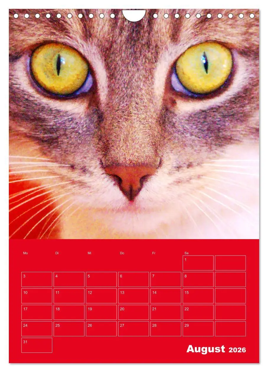 Bild: 9783516307153 | Cat Faces - Charakterstarke Katzengesichter ganz nah (Wandkalender...