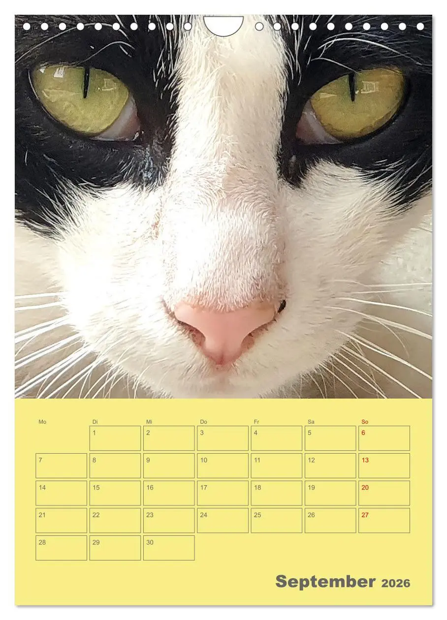 Bild: 9783516307153 | Cat Faces - Charakterstarke Katzengesichter ganz nah (Wandkalender...