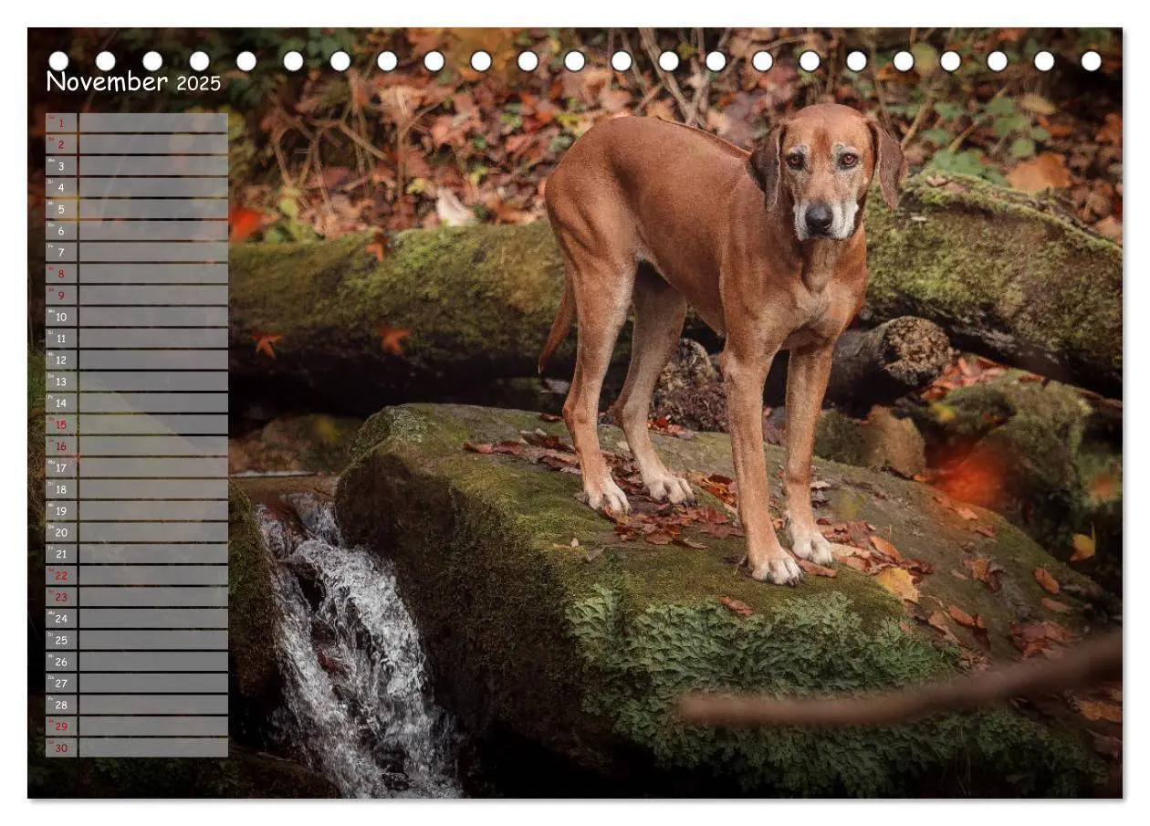 Bild: 9783435357253 | Rhodesian Ridgeback - Herzen auf vier Pfoten (Tischkalender 2025...