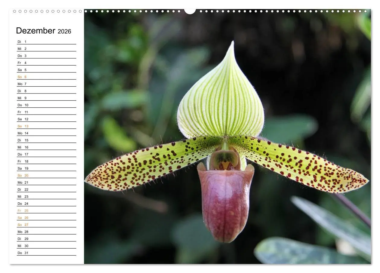 Bild: 9783457997253 | Prachtvolle Orchideen (hochwertiger Premium Wandkalender 2026 DIN...