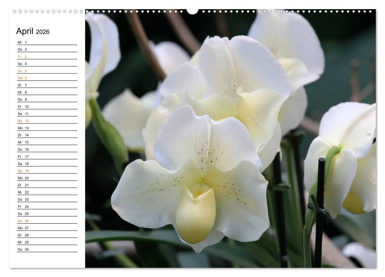 Bild: 9783457997253 | Prachtvolle Orchideen (hochwertiger Premium Wandkalender 2026 DIN...