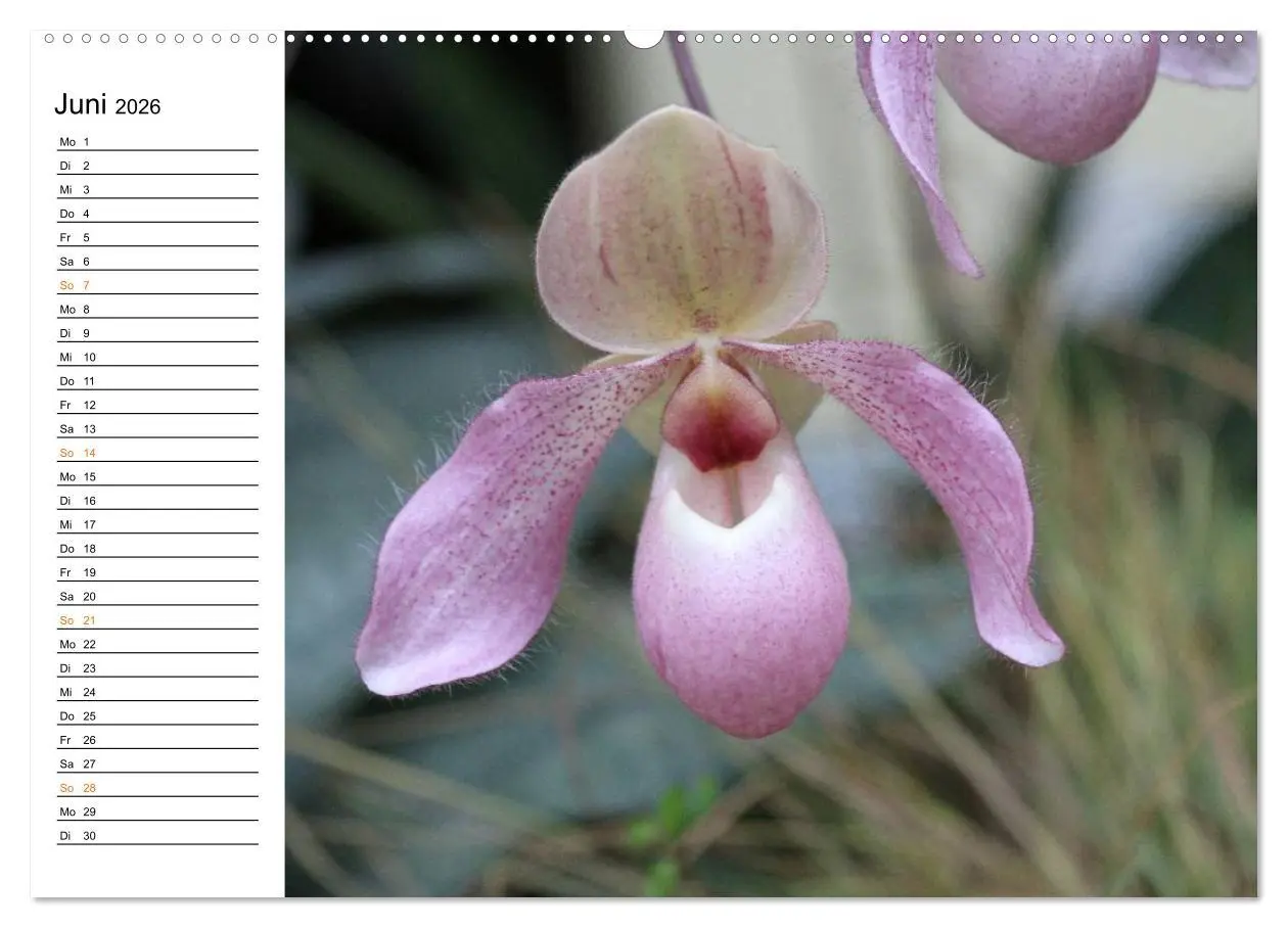 Bild: 9783457997253 | Prachtvolle Orchideen (hochwertiger Premium Wandkalender 2026 DIN...