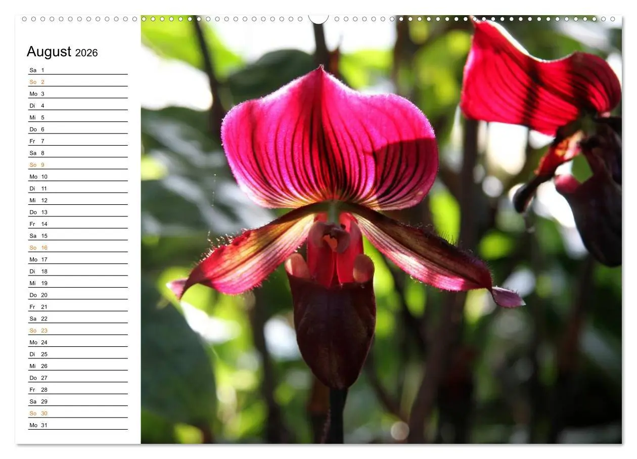 Bild: 9783457997253 | Prachtvolle Orchideen (hochwertiger Premium Wandkalender 2026 DIN...