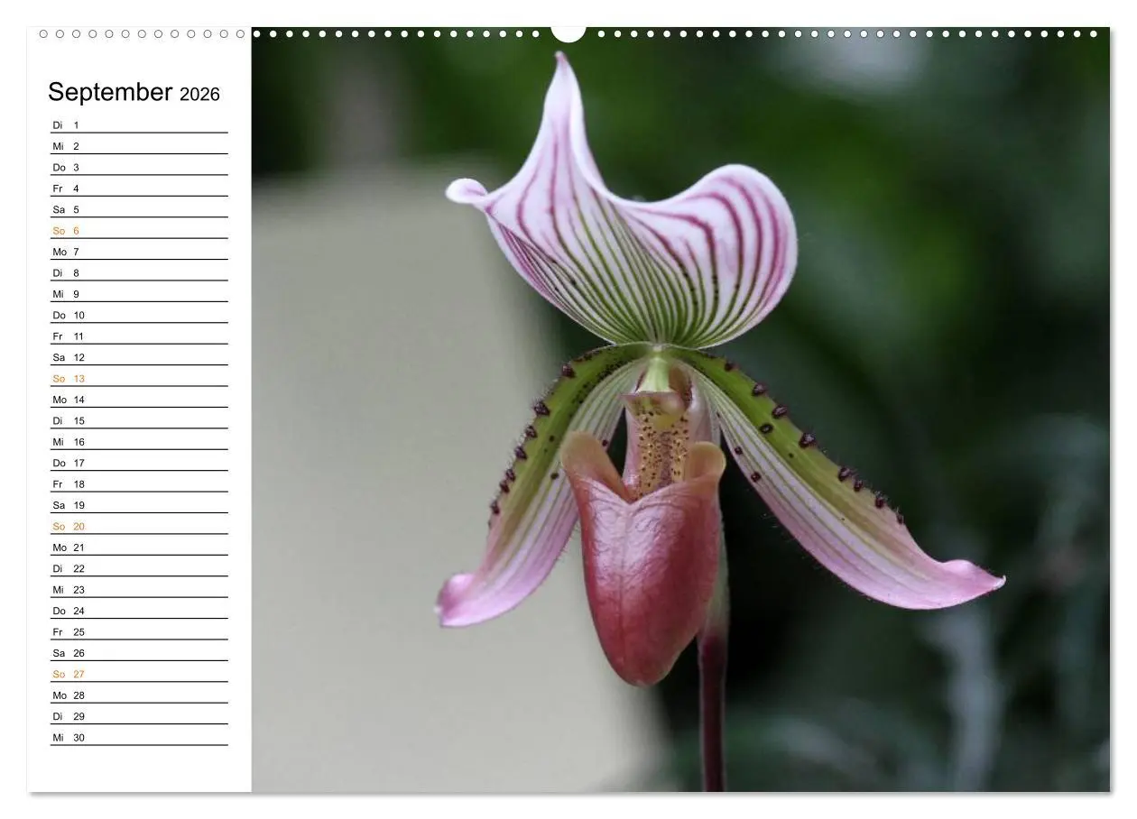 Bild: 9783457997253 | Prachtvolle Orchideen (hochwertiger Premium Wandkalender 2026 DIN...