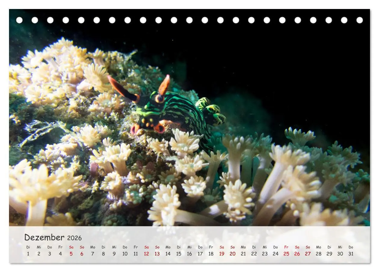 Bild: 9783457507353 | Faszination Meer und Fische (Tischkalender 2026 DIN A5 quer),...