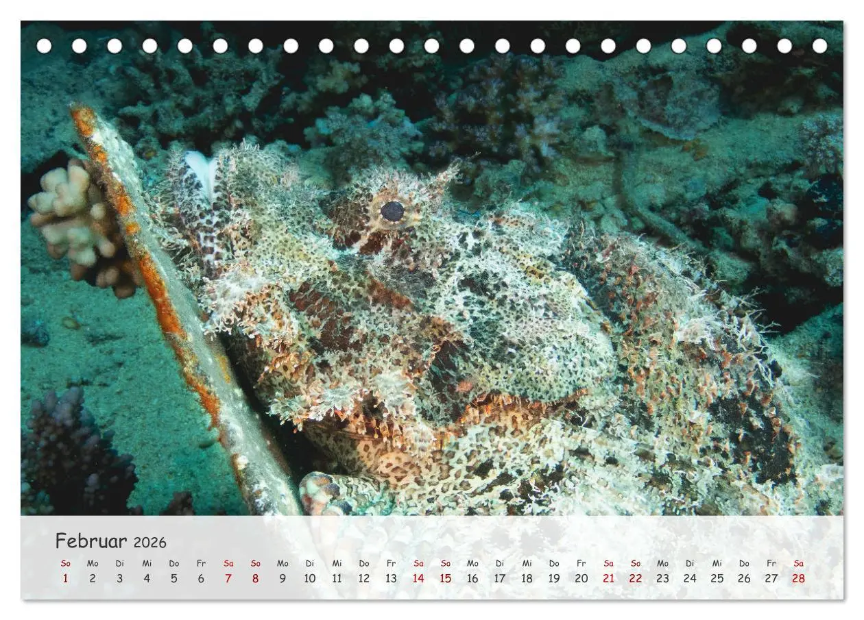 Bild: 9783457507353 | Faszination Meer und Fische (Tischkalender 2026 DIN A5 quer),...