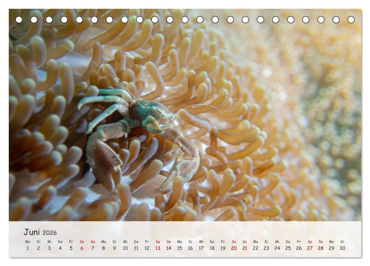 Bild: 9783457507353 | Faszination Meer und Fische (Tischkalender 2026 DIN A5 quer),...