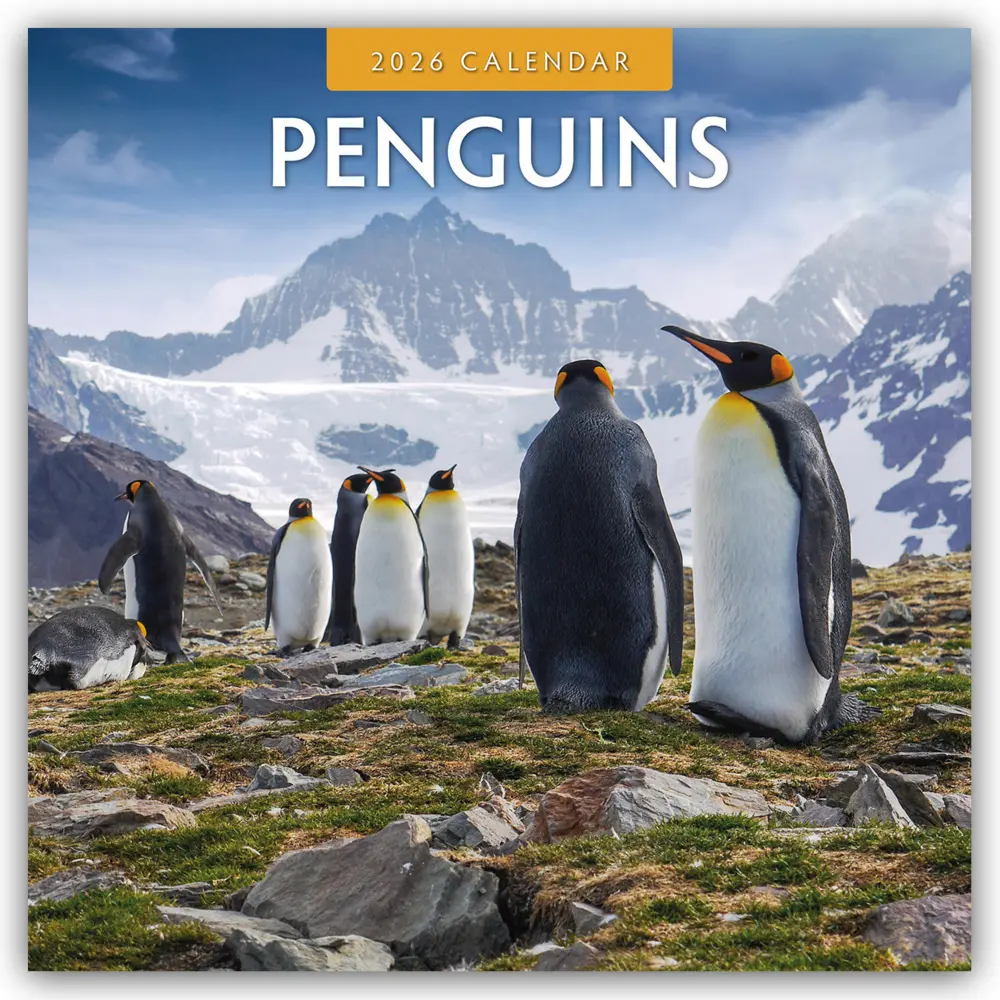 Cover: 9781804427453 | Penguins - Pinguine 2026 - 16-Monatskalender | Ltd | Kalender | 2026
