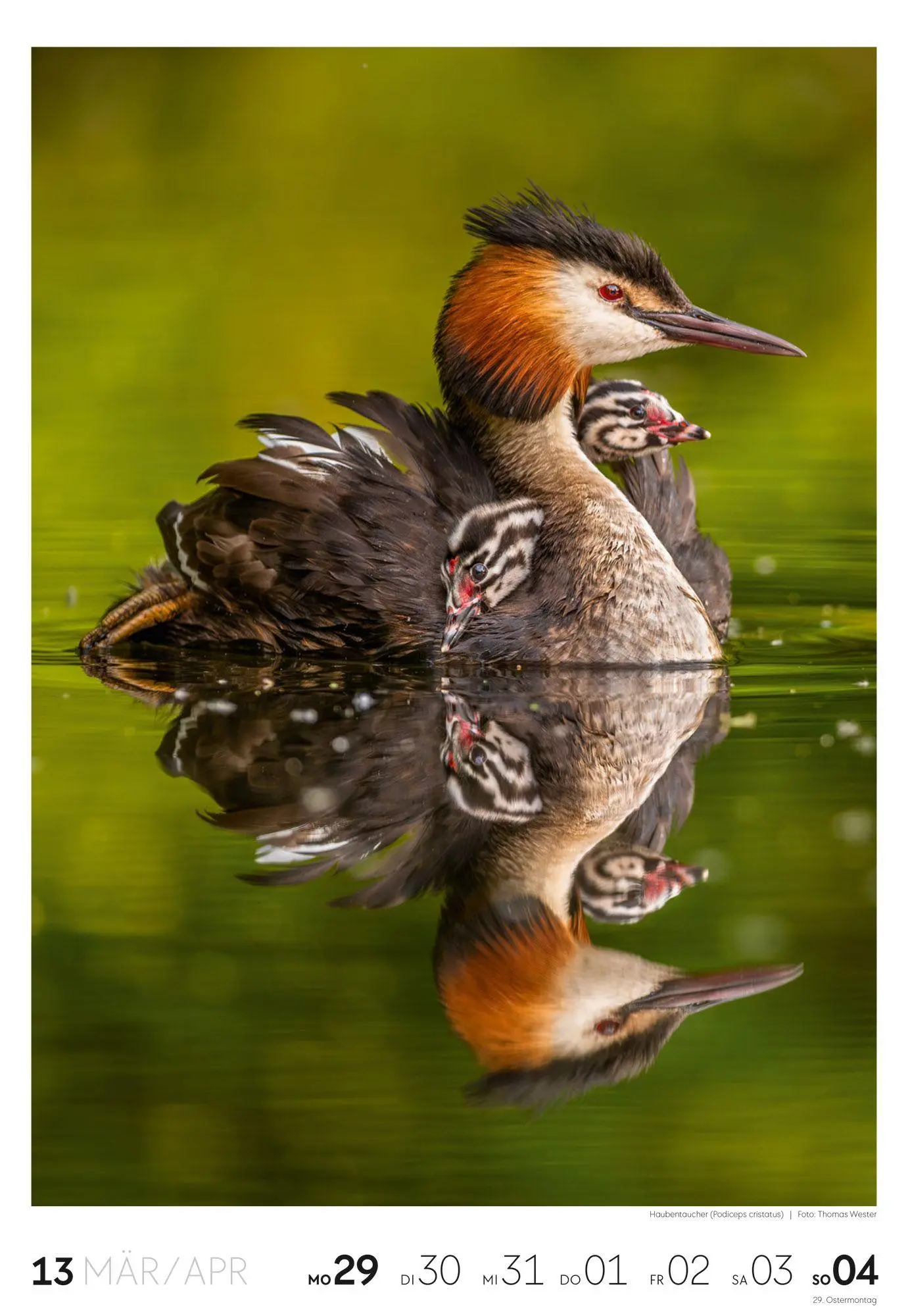 Bild: 9783838437453 | Natur Wochenkalender 2027 | Ackermann Kunstverlag GmbH | Kalender