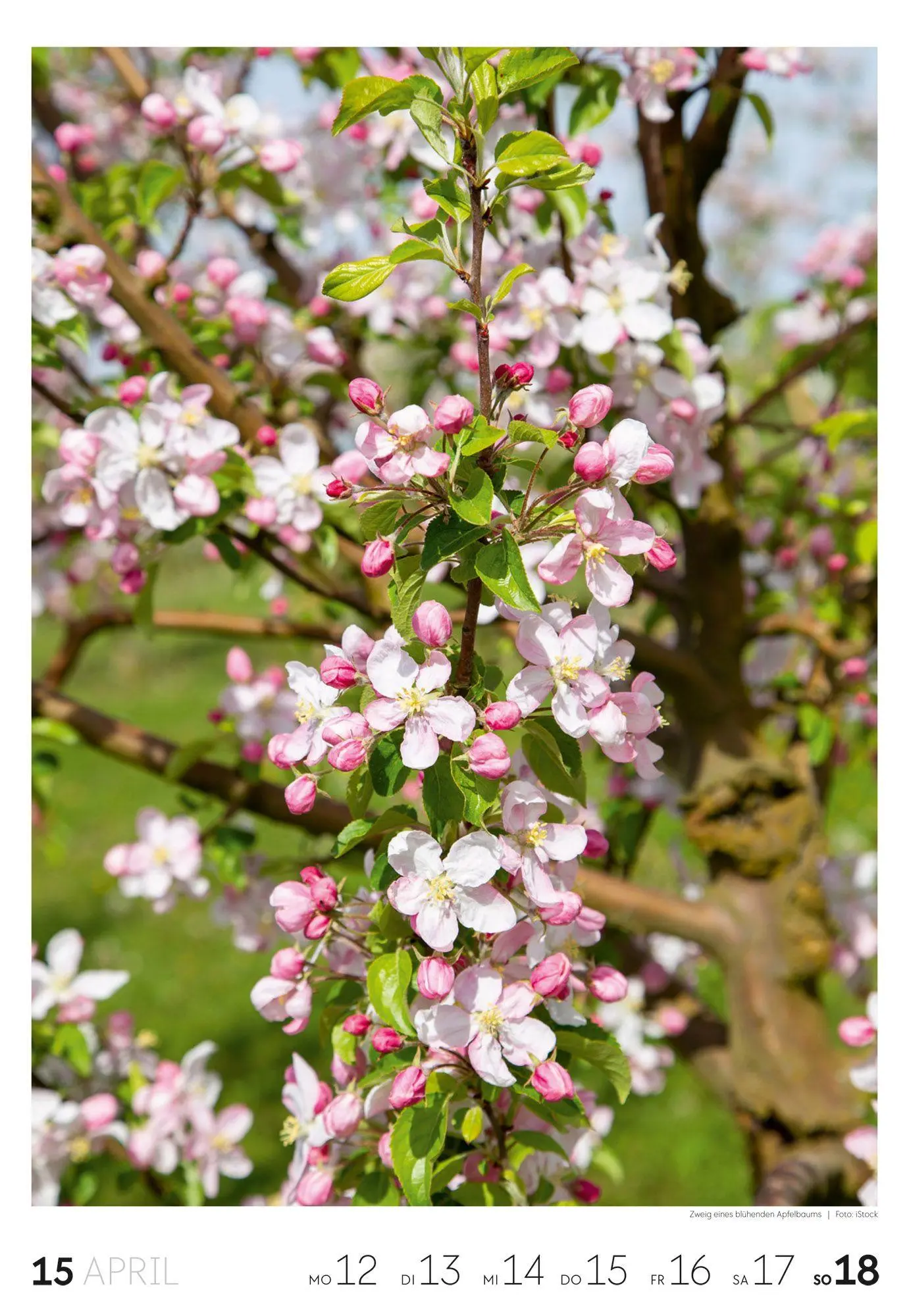 Bild: 9783838437453 | Natur Wochenkalender 2027 | Ackermann Kunstverlag GmbH | Kalender