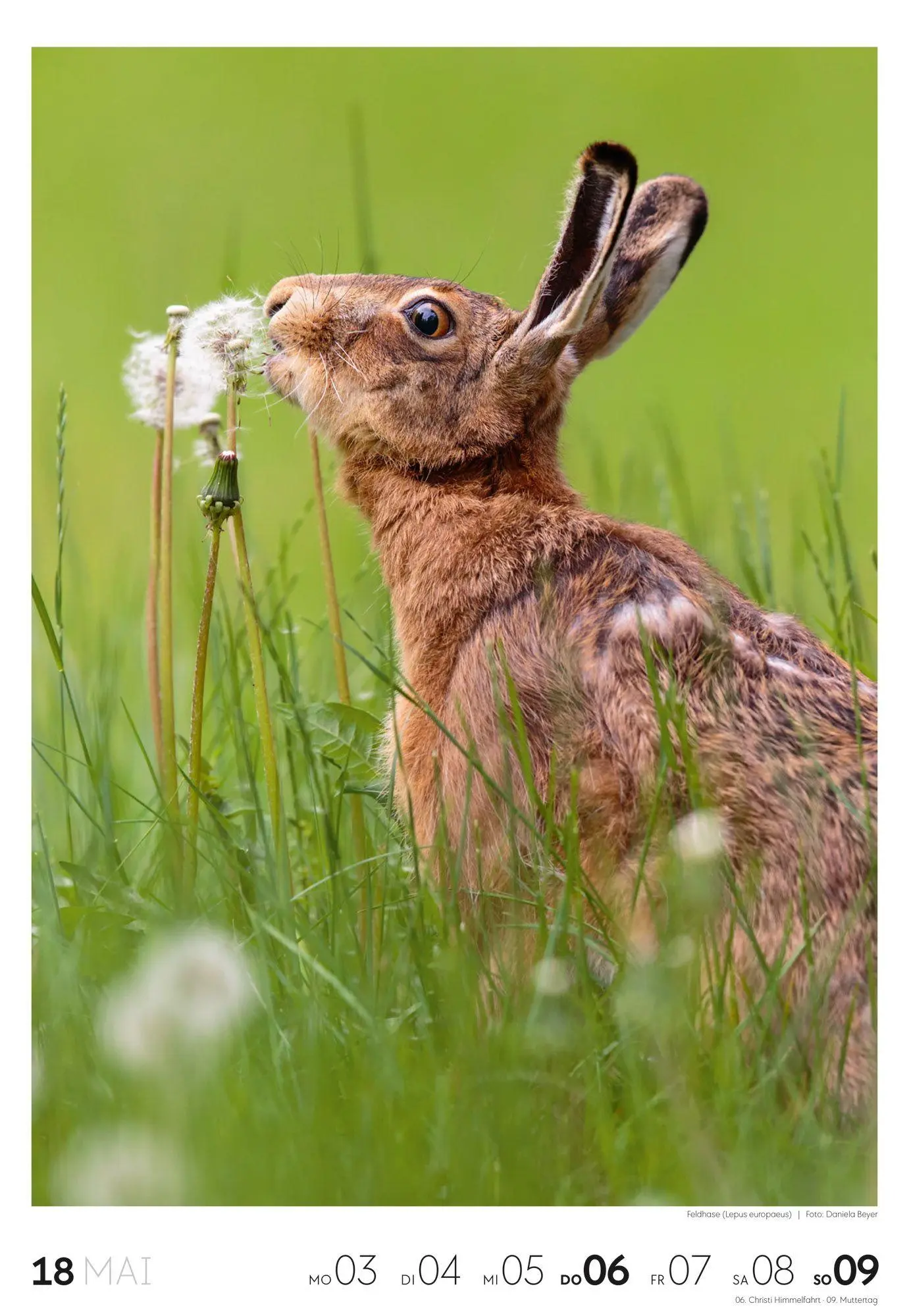 Bild: 9783838437453 | Natur Wochenkalender 2027 | Ackermann Kunstverlag GmbH | Kalender