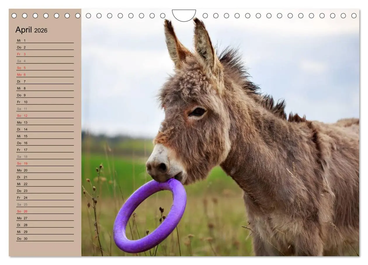 Bild: 9783516117653 | Das Esel-Paradies - Hunde und andere Feunde (Wandkalender 2026 DIN...