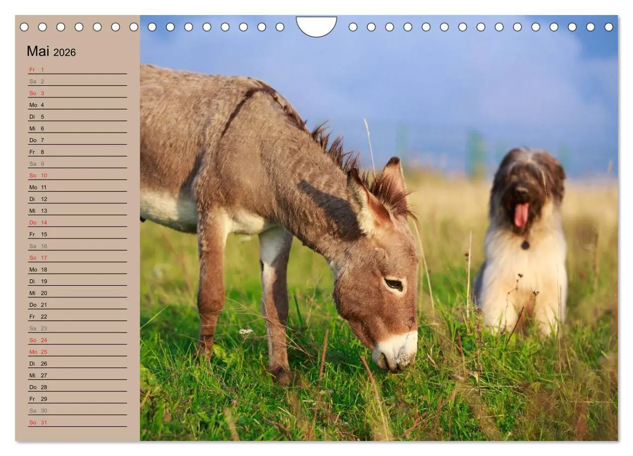 Bild: 9783516117653 | Das Esel-Paradies - Hunde und andere Feunde (Wandkalender 2026 DIN...