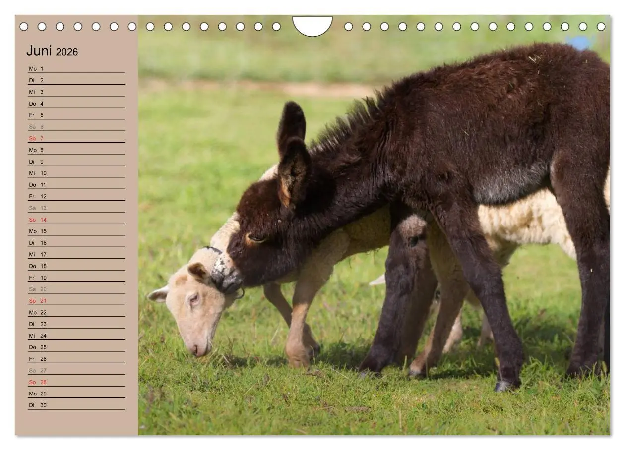 Bild: 9783516117653 | Das Esel-Paradies - Hunde und andere Feunde (Wandkalender 2026 DIN...